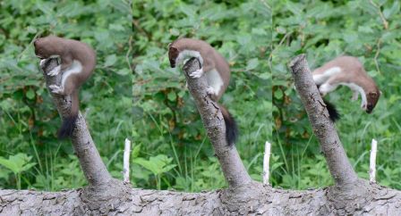 Hermine acrobate.